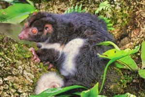 Herbert kuskis: opis i fotografija žaolje životinje Herbert kuskis: opis i fotografija žaolje životinje